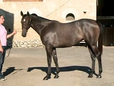 Lot 454 par ORATORIO et AIFA - Haras des Granges