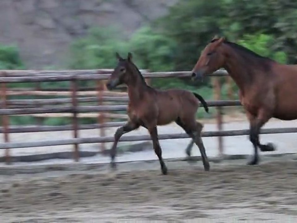 Karma DM 10082011