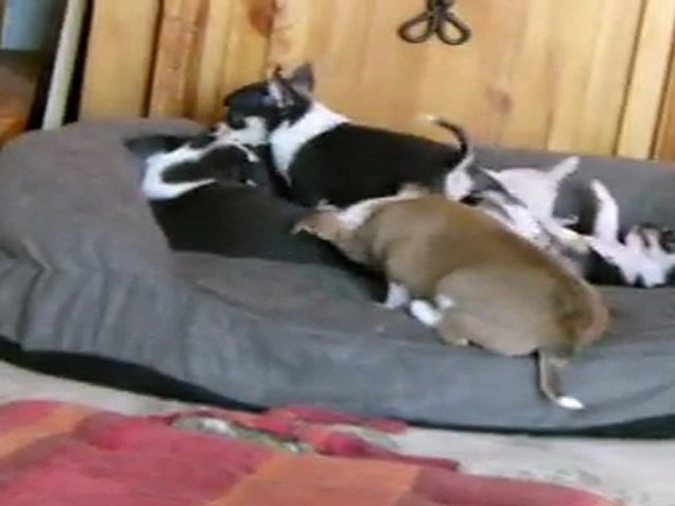 ELEVAGE DES PETITS AZTEQUES