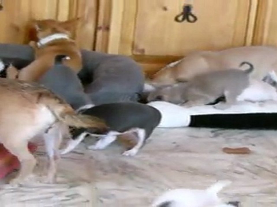 ELEVAGE DES PETITS AZTEQUES