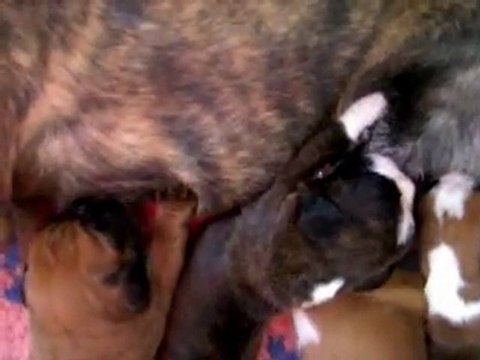 Chacun sa paille dans un unique & grand verre à 12 jours. (CHEYENNE de SAINT QUINIS X UCELLO du DOLON / Portée des G 2011)