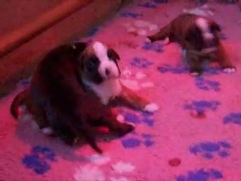 Pas évident, mais on ne baisse pas les pattes !!! à 12 jours. (CHEYENNE de SAINT QUINIS X UCELLO du DOLON / Portée des G 2011)