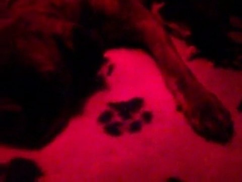 Maman regarde, je marche ! _ Oui, laisse-moi dormir ! à 12 jours. (CHEYENNE de SAINT QUINIS X UCELLO du DOLON / Portée des G 2011)