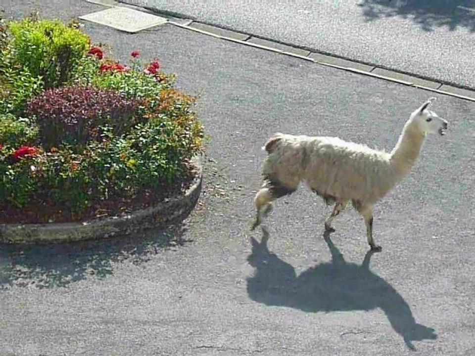 Le lama fugueur