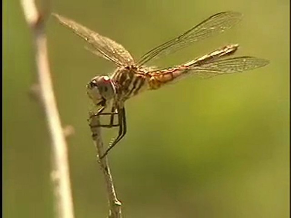 LIBÉLULA BELLEZA - Vídeo Dailymotion