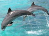 5 Unusual Facts About Dolphins