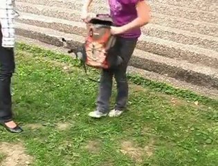 Mobbing - Psikolojik Terör