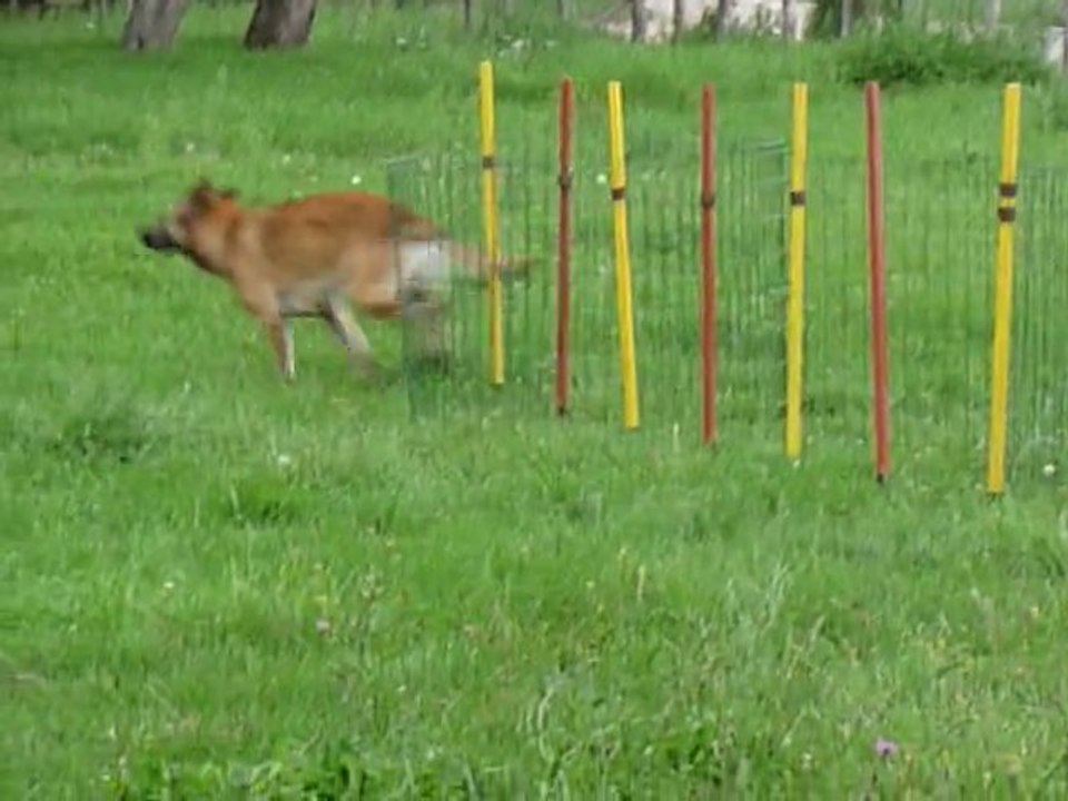 Slalom Findzy