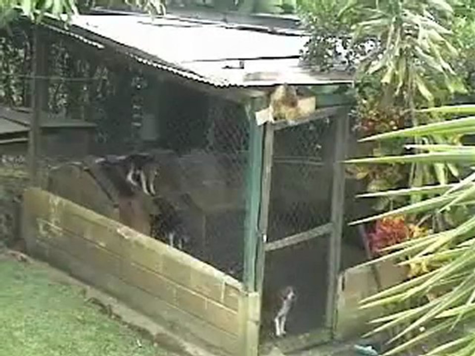 Prison Break - Dog Version
