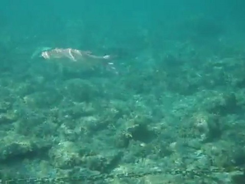 Sous-l'eau