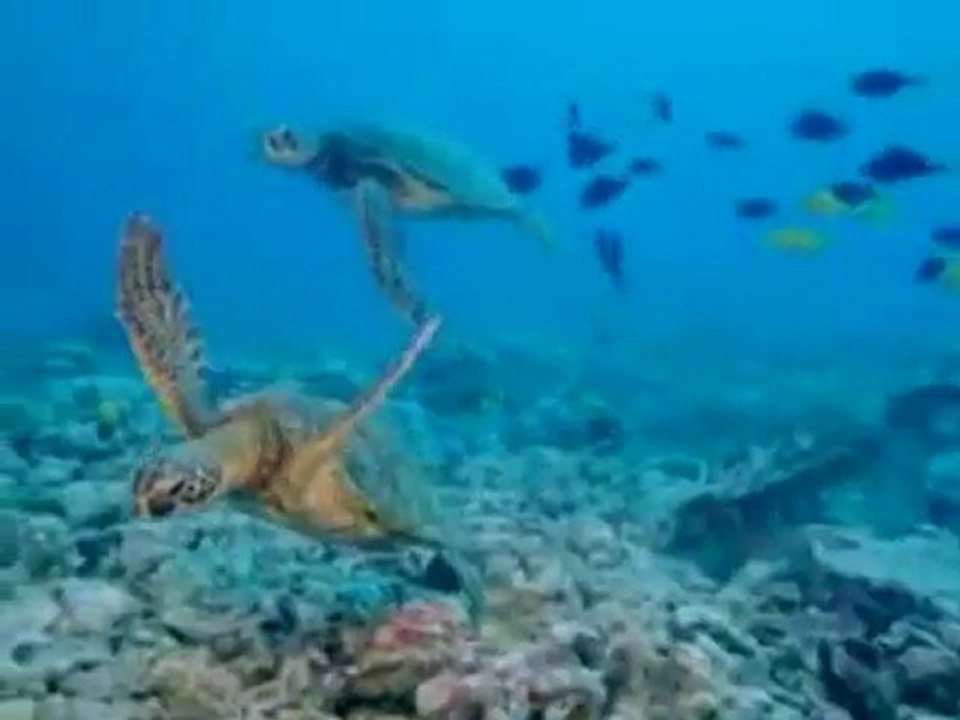 The Zeitgeist Movement