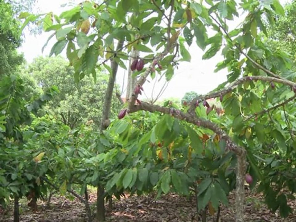 Bitte nicht bitter – handgemachte Schokolade aus Afrika