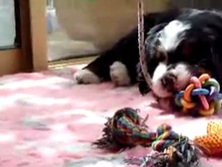 gris sonne les cloches