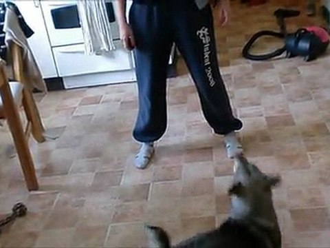 trickträning med Goya 110812