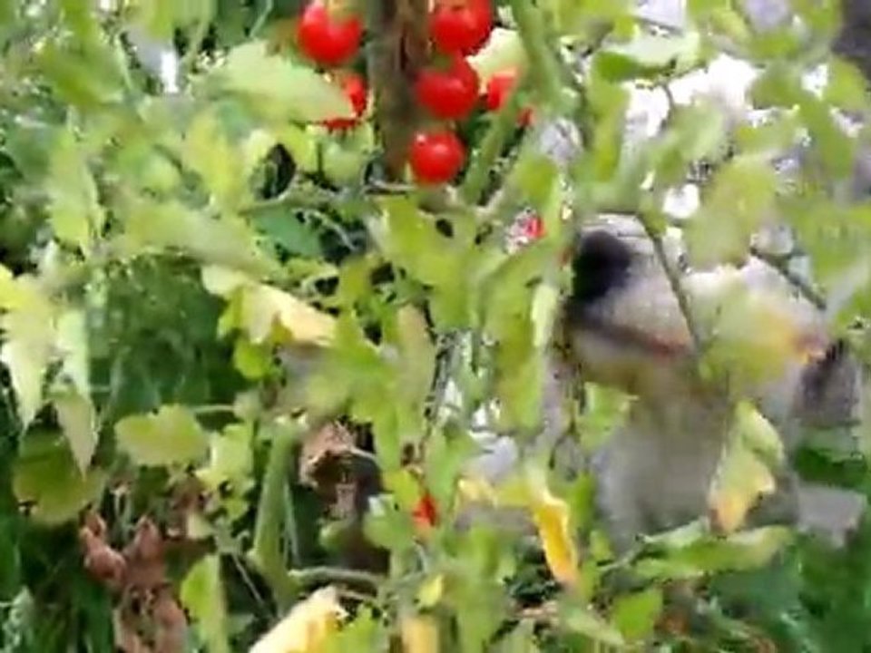 J'adooooore les tomates !