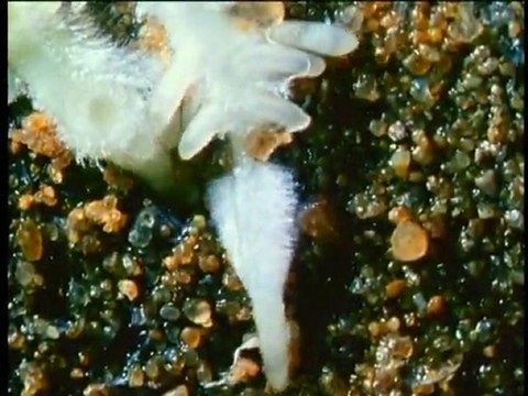 Objectif Découverte : Les plantes, les arbres