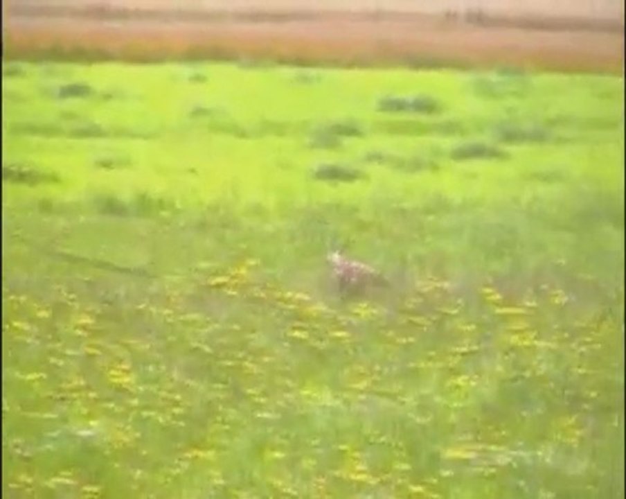 Goja-IPO1-Juli-2011-Fährte