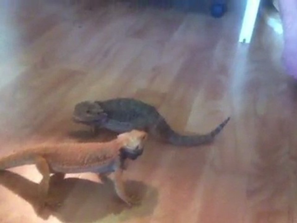 premier contacte pogona male et femelle