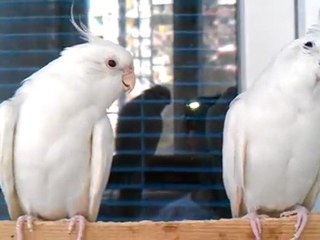 Albino Sultan Çifti