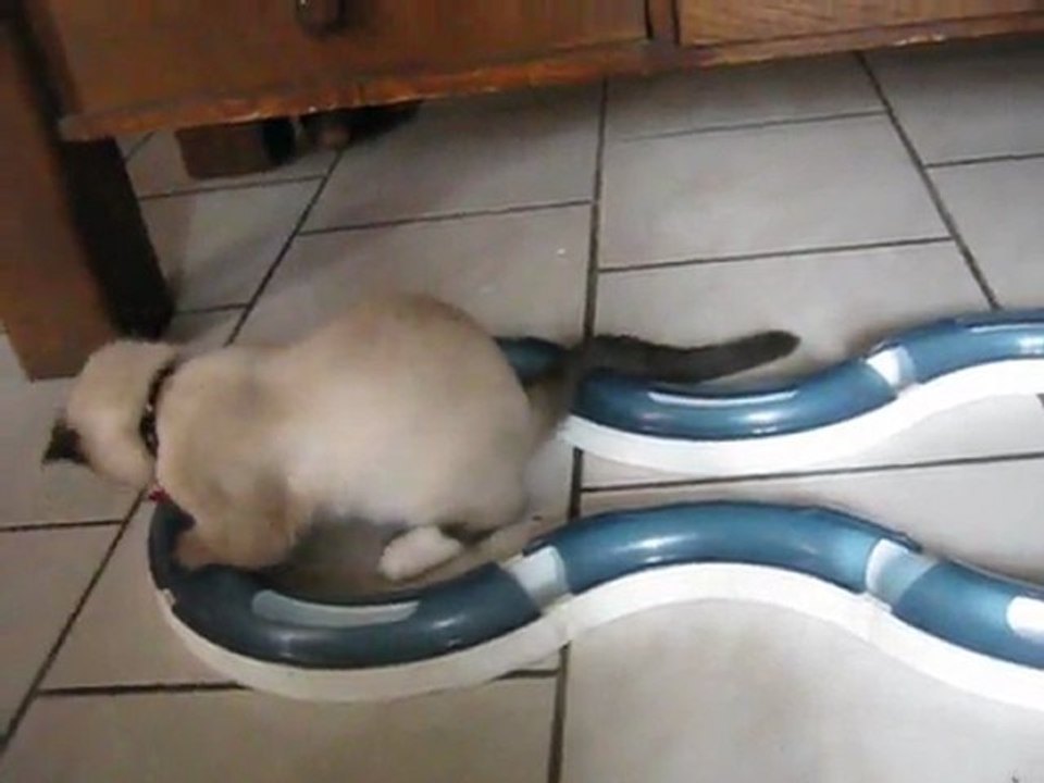 chaton s éclate chez mamounette