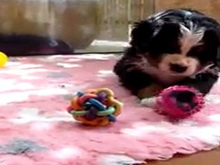 jaune pouic pouic.Mov