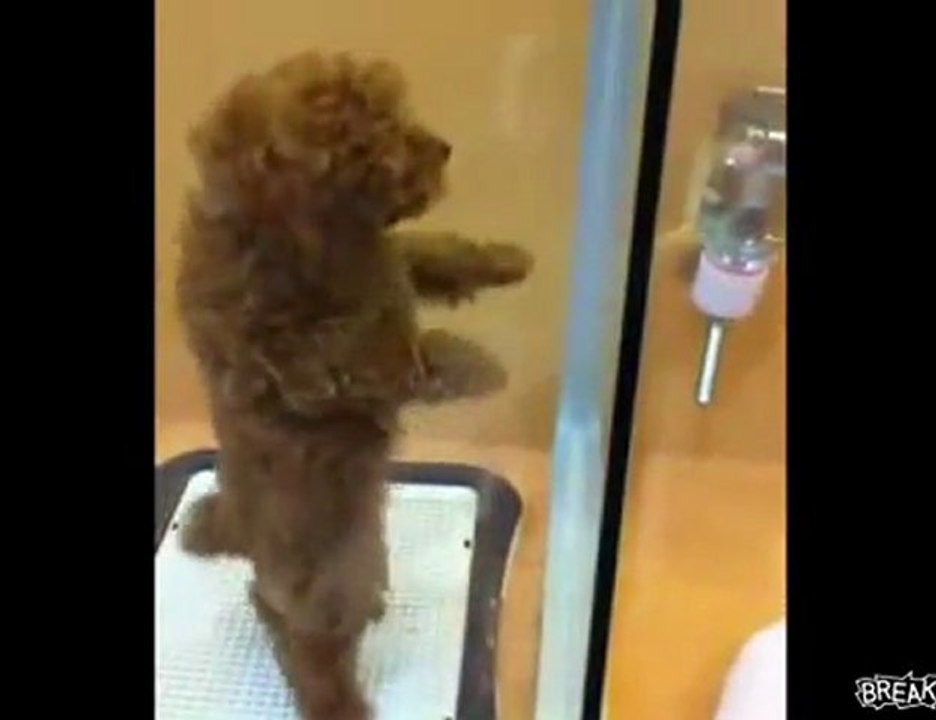 Salsa dog