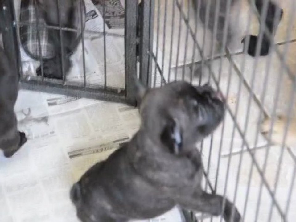 Les Bébés de Daisy et Casanova