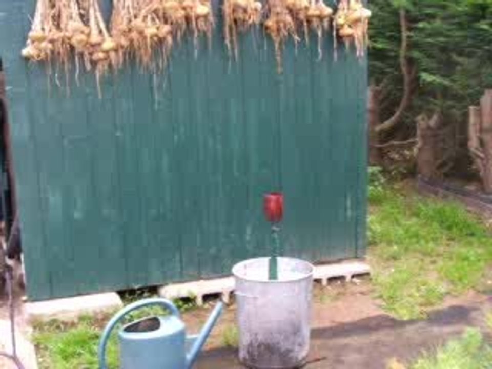 helychrisum pulechiot' monstruosa