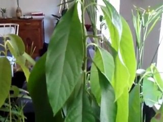 Arroser les plantes du 42 pendant les vacances.