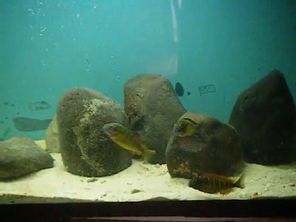 DSCF4113