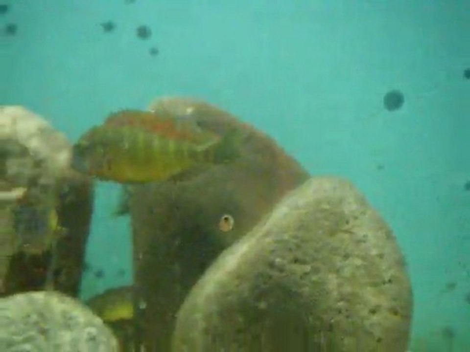 DSCF4131