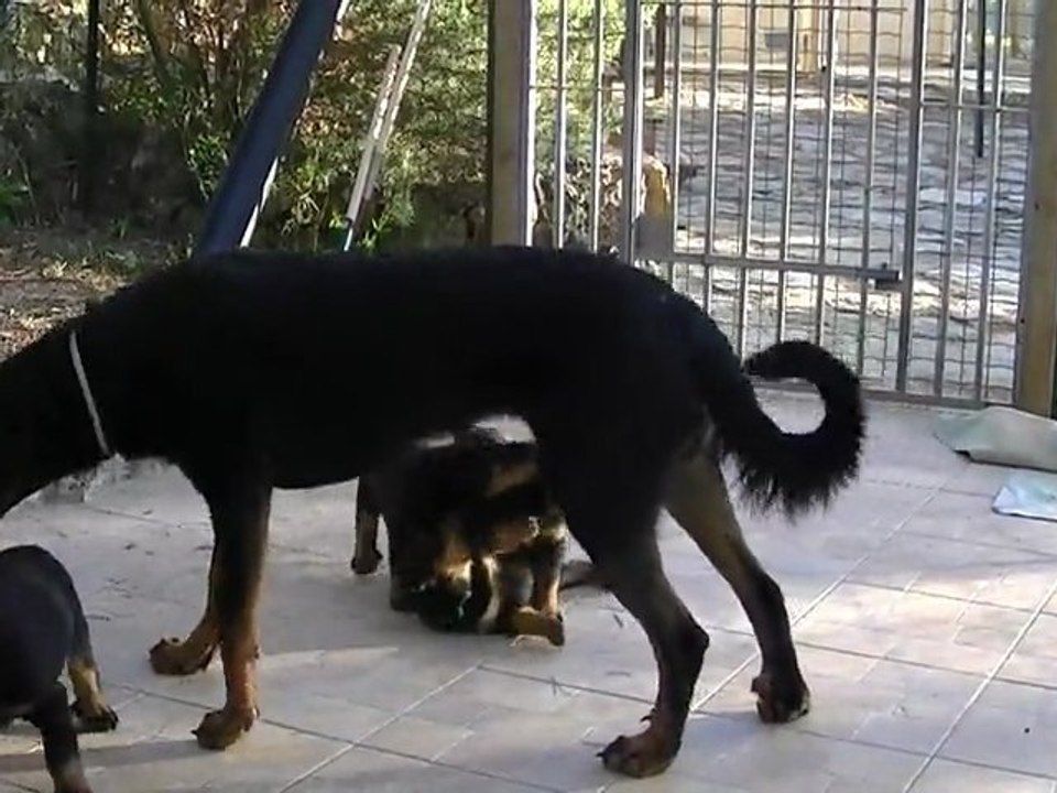 FAVELOUN ET SES PETITS FRERES ET PETITES SOEURS