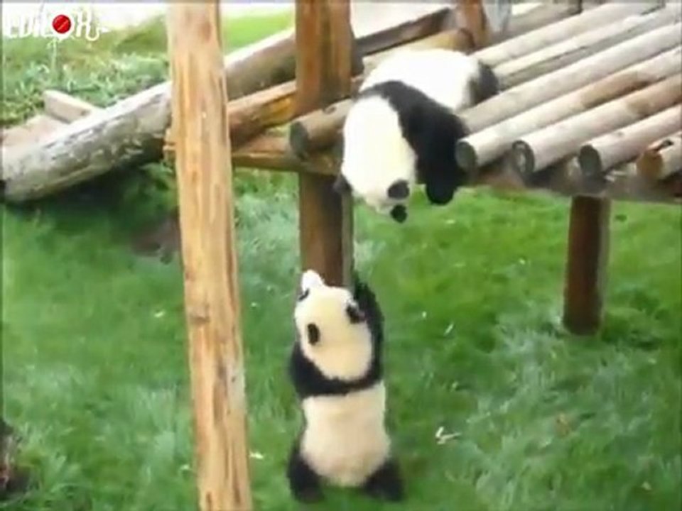 pandas escalade