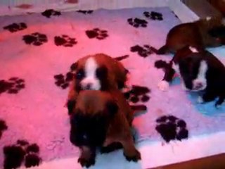 "L'une râle, l'autre répond" 2011-08-12. (CHEYENNE de SAINT QUINIS X UCELLO du DOLON / Portée des "G" 2011)