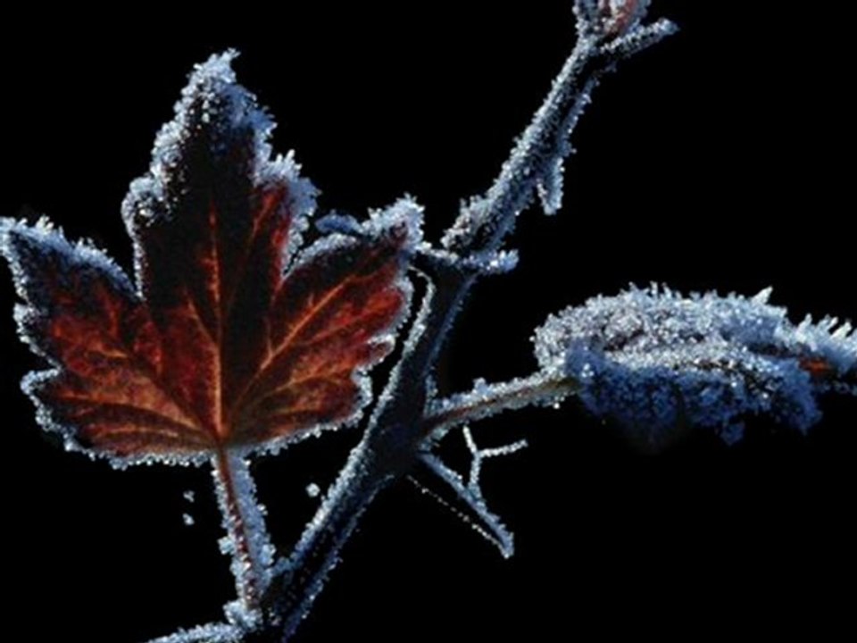 DjArda Türk &Bir Fidan Olsam Toprakta Senle Açamam