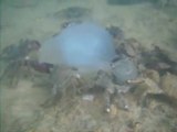 sualti çekim yengeçler açlıktan denizanasını yemeye çalışıyor/giresun piraziz limanı/