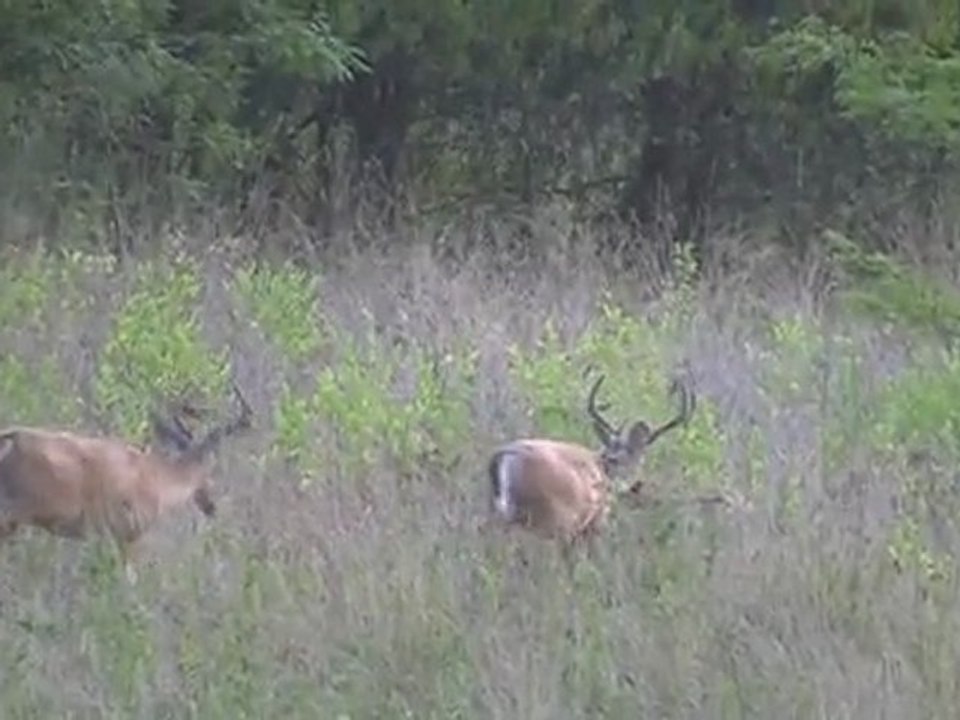 2011 Deer Scouting