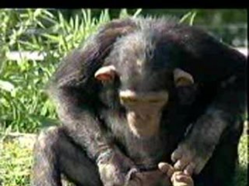 piss_monkey