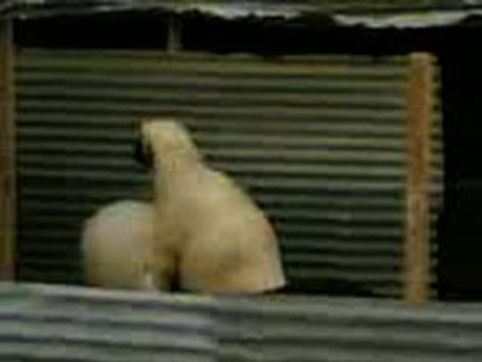 علوش