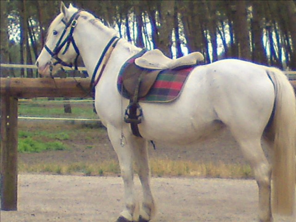 Opale