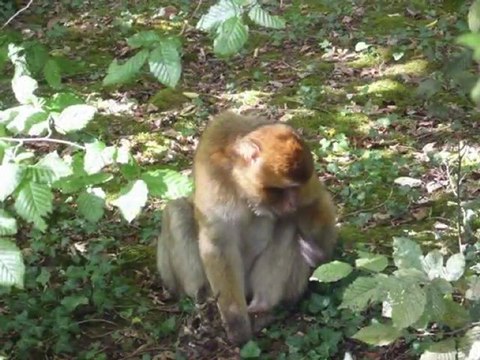 2011_08_17 - Vallée des singes à Romagne