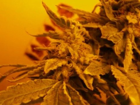 EPISODE 2 PURE GOLD G13 LABS NEVILLEBERRY SEEDISM BIG BANG HYDROPONICS GROW WEED BUD HYDRO HARVEST