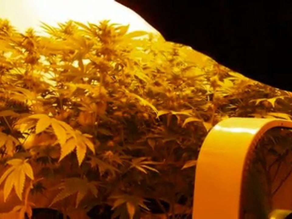 EPISODE 3 PARADISE SEEDS SENSI STAR HYDRo WEED GROWING DNA GENETICS ROCK LOCK BUDS HUGE BIG