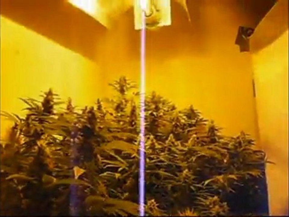 EPISODE 5 DNA GENETICS ROCK LOCK HYDRO WEED GROW BUD PARADISE SEEDS SENSI STAR BUDS HUGE BIG