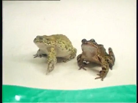 Objectif Découverte : Les amphibiens, les poissons