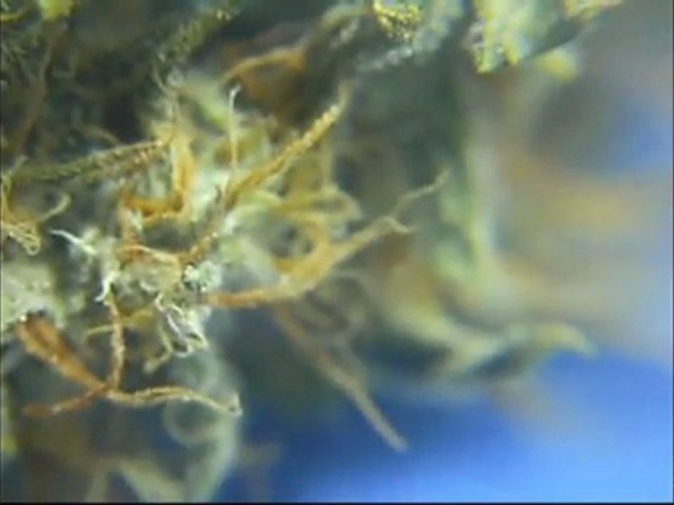 EPISODE 6 BIG Buddha CHEESE Weed Review PARADISE SEEDS SENSI STAR  ROCK LOCK BUDS HUGE BIG BUD