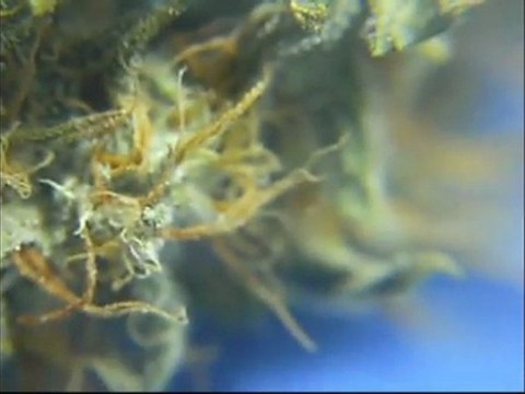 EPISODE 6 BIG Buddha CHEESE Weed Review PARADISE SEEDS SENSI STAR ROCK LOCK BUDS HUGE BIG BUD