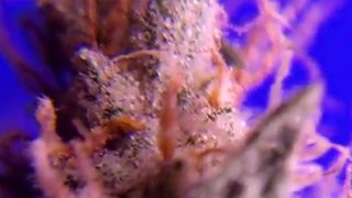 EPISODE 8 PARADISE SEEDS SENSI STAR HD HYDROPONIC HYDRO WEED GROW 720p BUDs