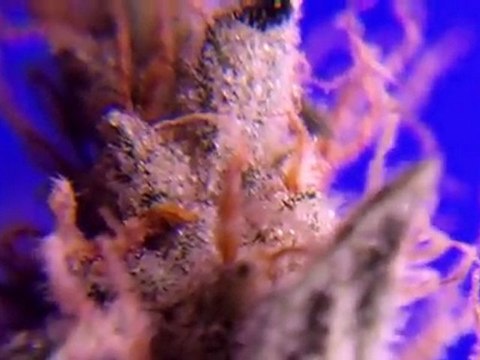 EPISODE 8 PARADISE SEEDS SENSI STAR HD HYDROPONIC HYDRO WEED GROW 720p BUDs