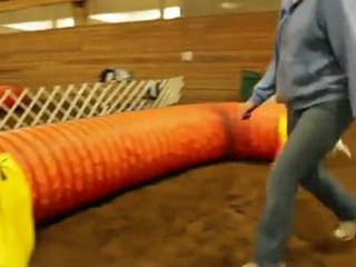 Incredibly Talented Dog